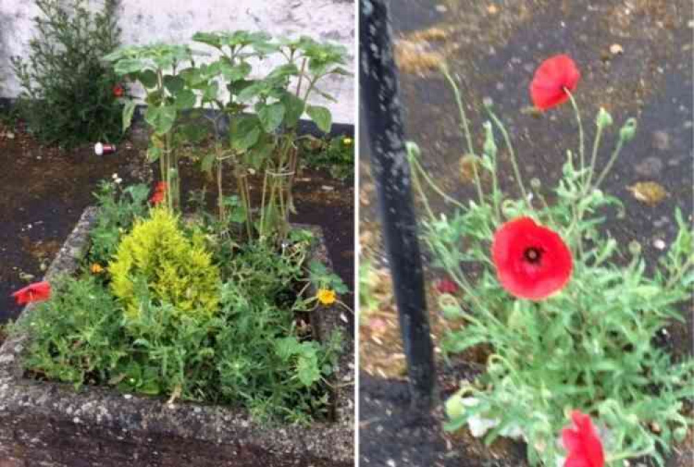 Dowell Street corner in bloom thanks to the efforts of Honiton Scouts Group Dowell Street corner in bloom thanks to the efforts of Honiton Scouts Group