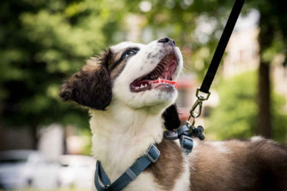 Train your puppy well and you will have a devoted companion for life Train your puppy well and you will have a devoted companion for life