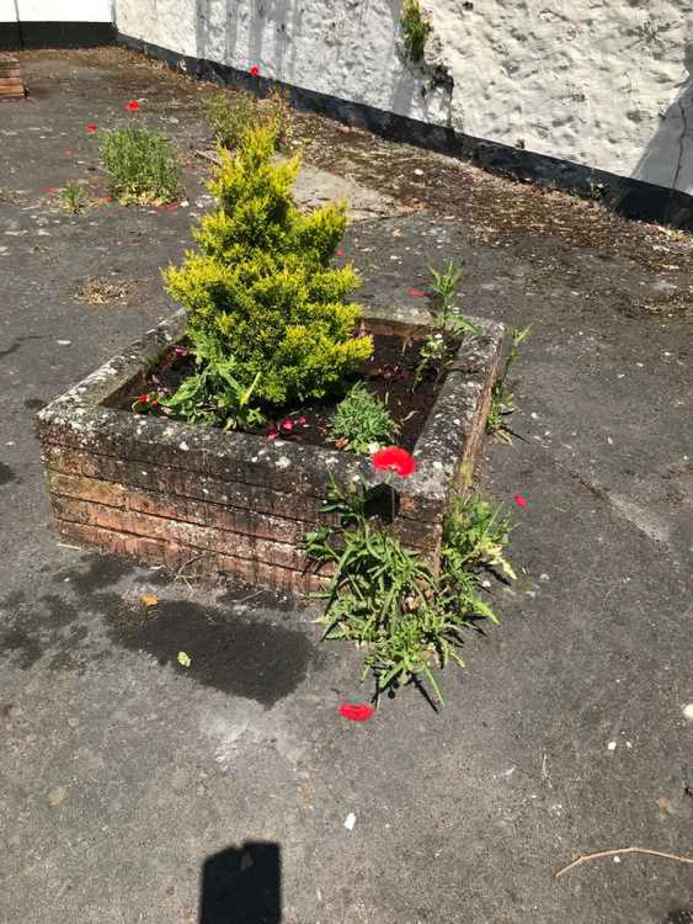 Planter with begonia's added