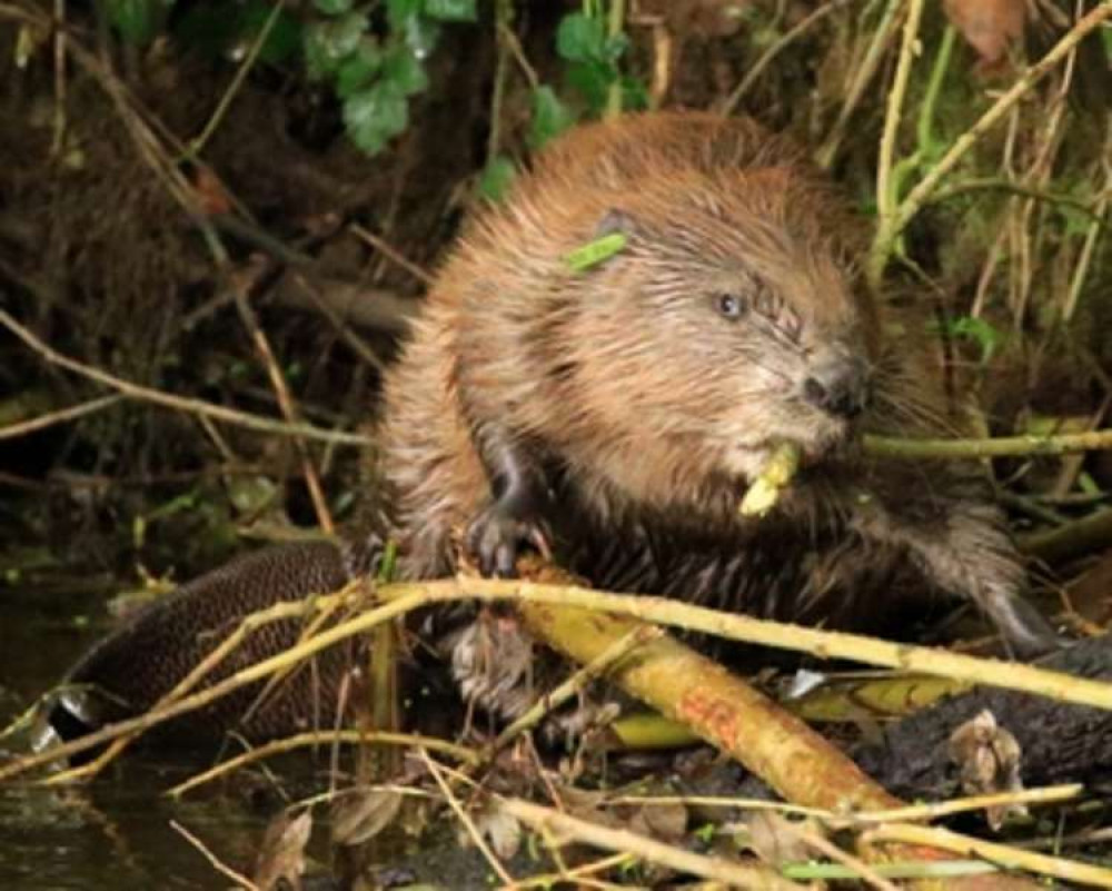 One of the River Otter beavers, Picture: David White