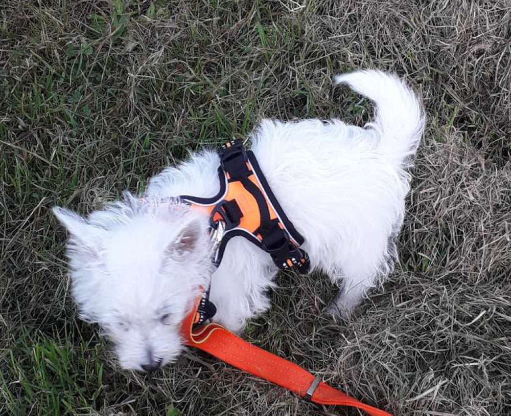 A puppy being taken out for one of its first walks