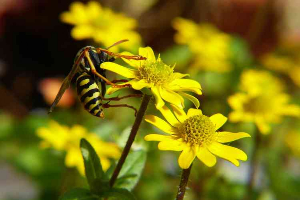 Moira Furnace removed a wasps' nest on Wednesday morning. Image: Pixy.org