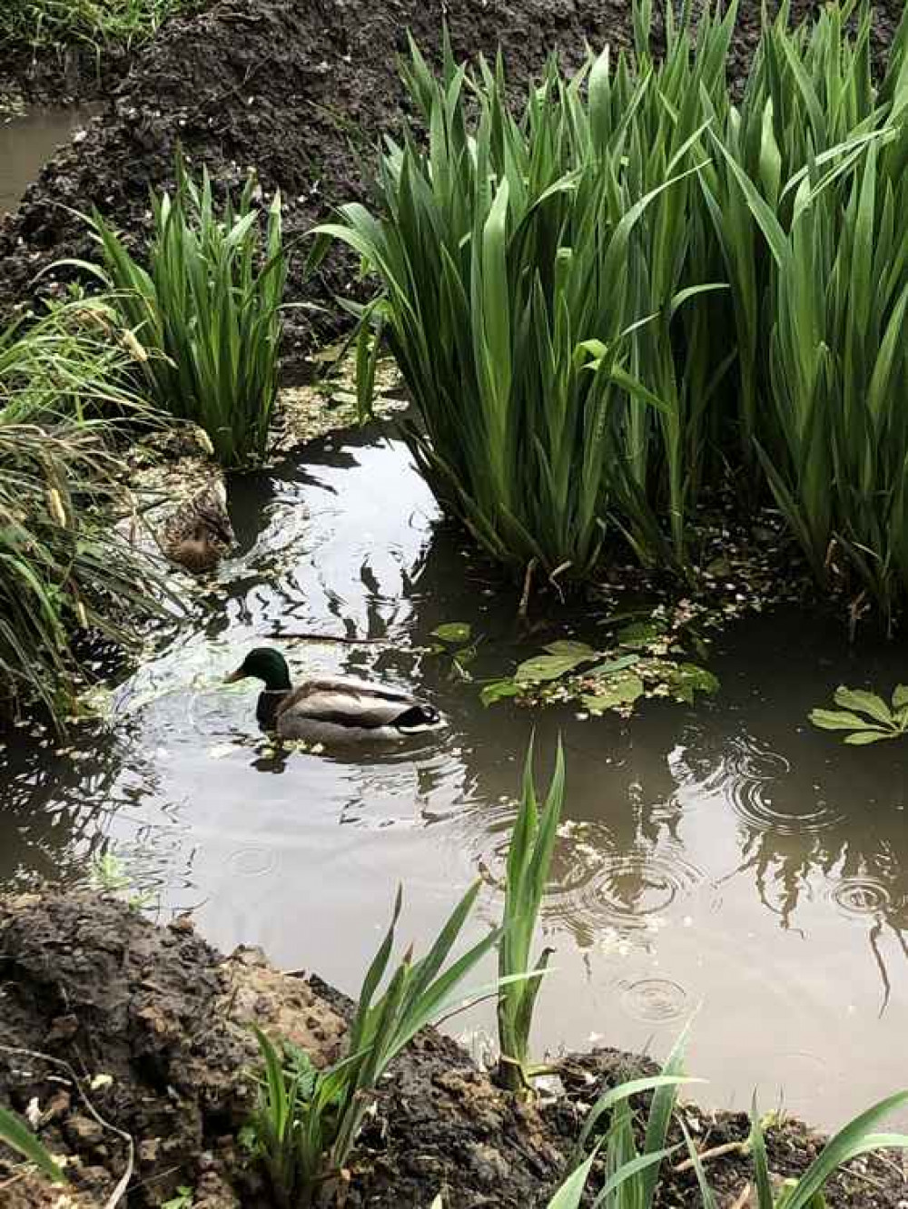 Ducks are now retuning to the pond