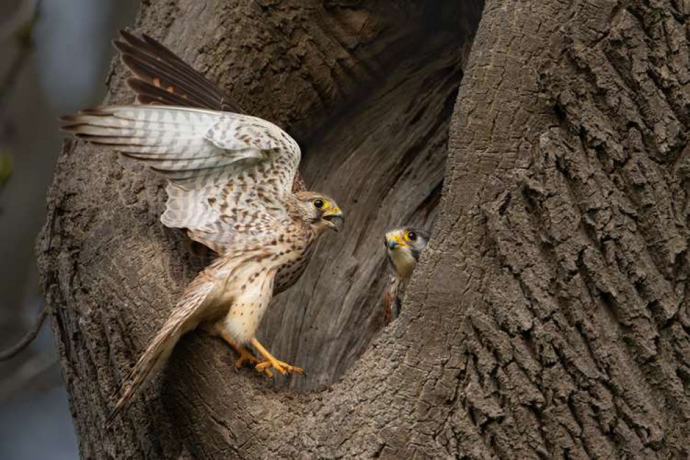 He also caught this pair of Kestrels on camera