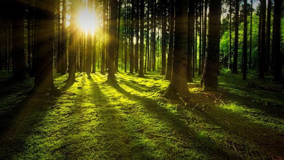 We Shred It plans to create a woodland space in the Ashby area. Photo: Pixabay