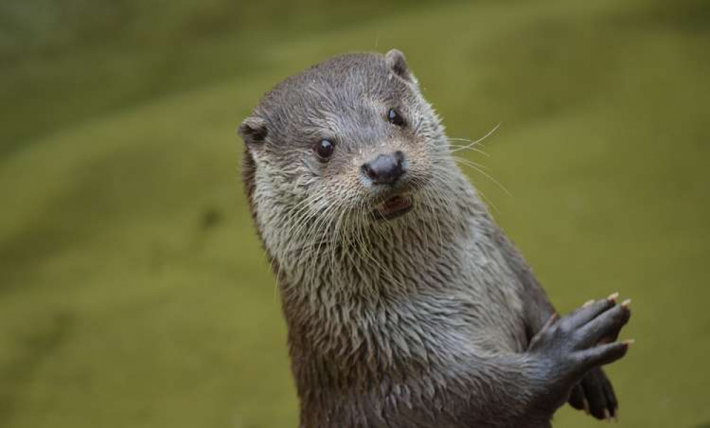 Otters have been attracted to the wetlands. Photo: Pixabay