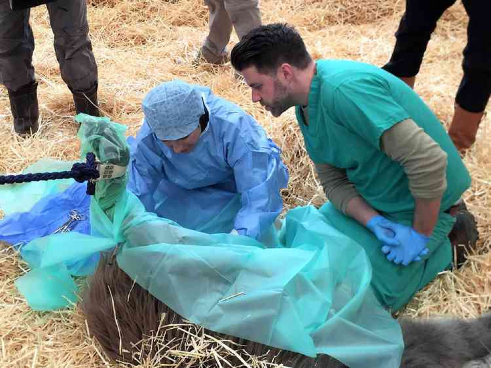 James assisting vet Vicky Grove - The Donkey Sanctuary