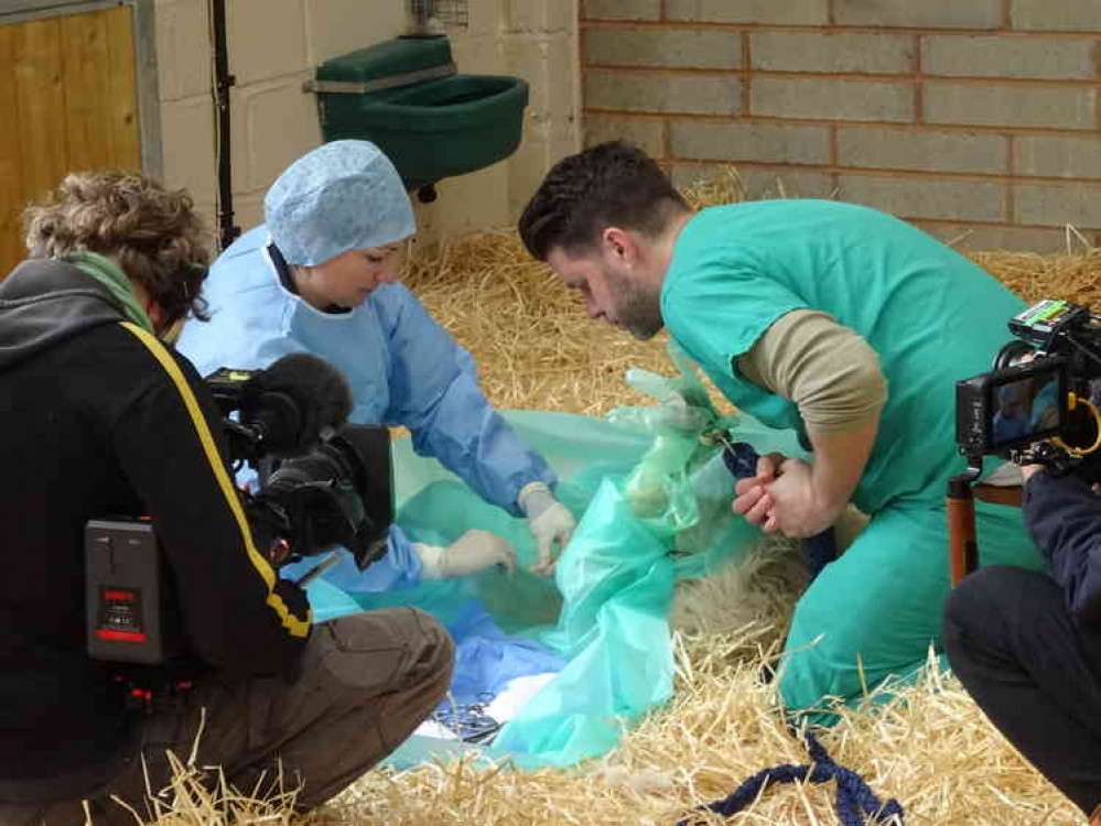 James assisting vet Vicky Grove - The Donkey Sanctuary