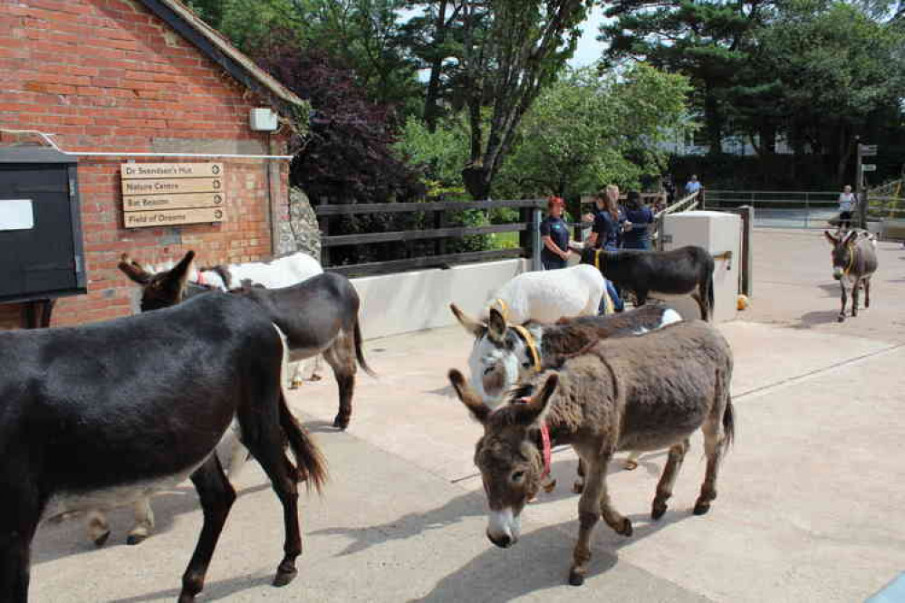 Donkeys making their way to see their royal guest.