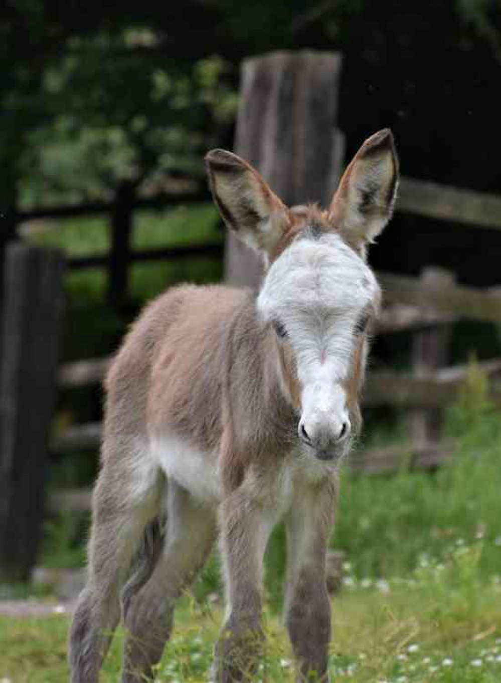 Sweet Pea named by HRH Duchess of Cornwall - The Donkey Sanctuary