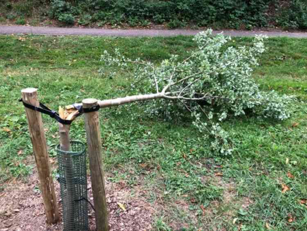 The memorial tree found snapped in half at The Byes. Picture courtesy of Friends of The Byes.