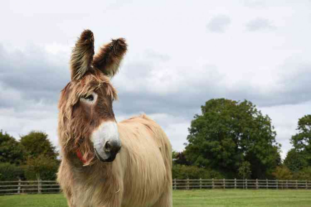 The Donkey Sanctuary was today announced as finalist in the Large Visitor Attraction Of The Year category. The Donkey Sanctuary was today announced as finalist in the Large Visitor Attraction Of The Year category.