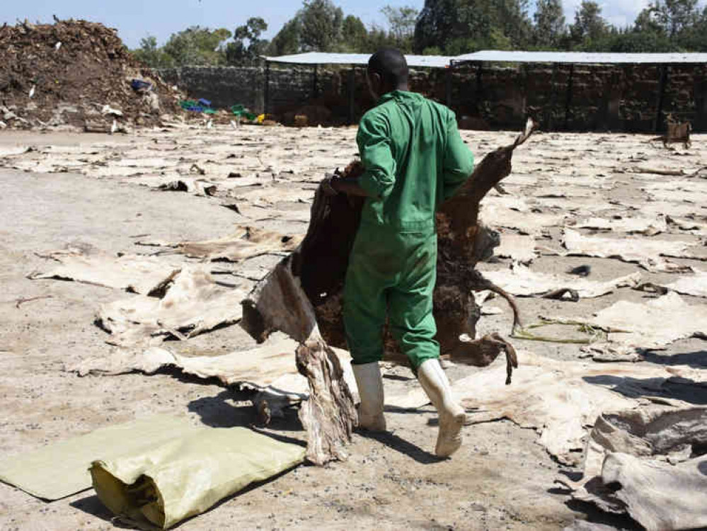 A Kenyan worker carrying dried donkey skin. Picture courtesy of The Donkey Sanctuary.