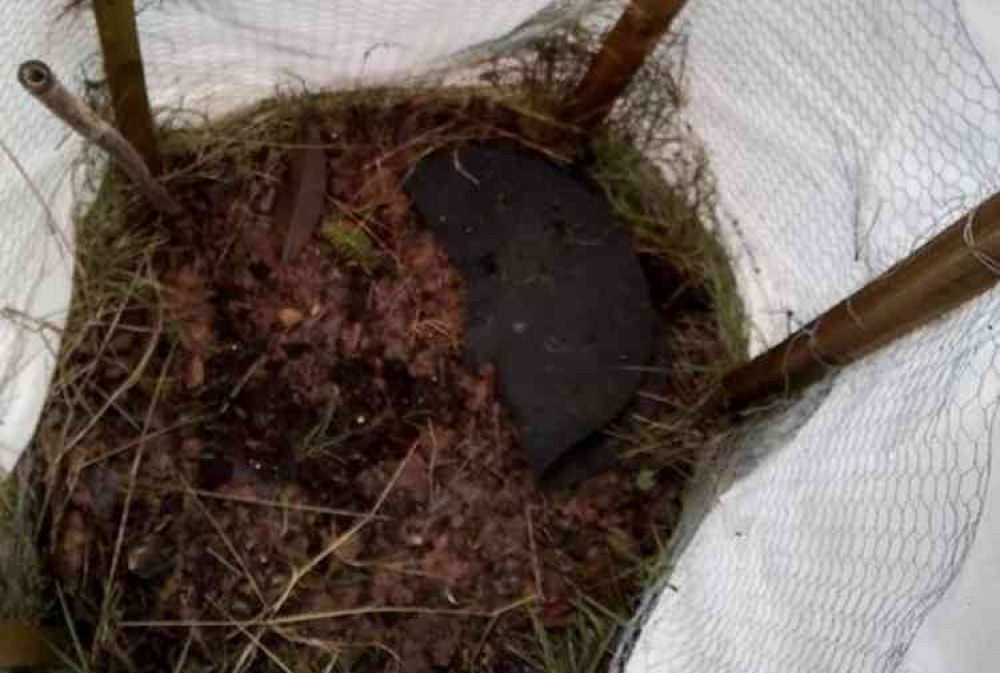 The Norfolk Island Pine was taken from Sidmouth Arboretum earlier this week. Picture courtesy of Sidmouth Arboretum.