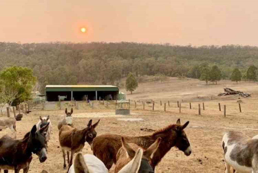 The Good Samaritan Donkey Sanctuary (GSDS) is the largest in Australia. Image courtesy of GSDS.