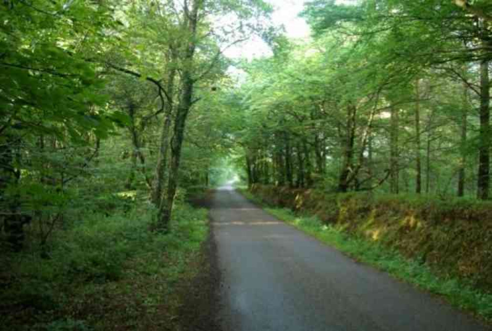 Woodland around East Hill Strips. Picture courtesy of Kevin Hale.