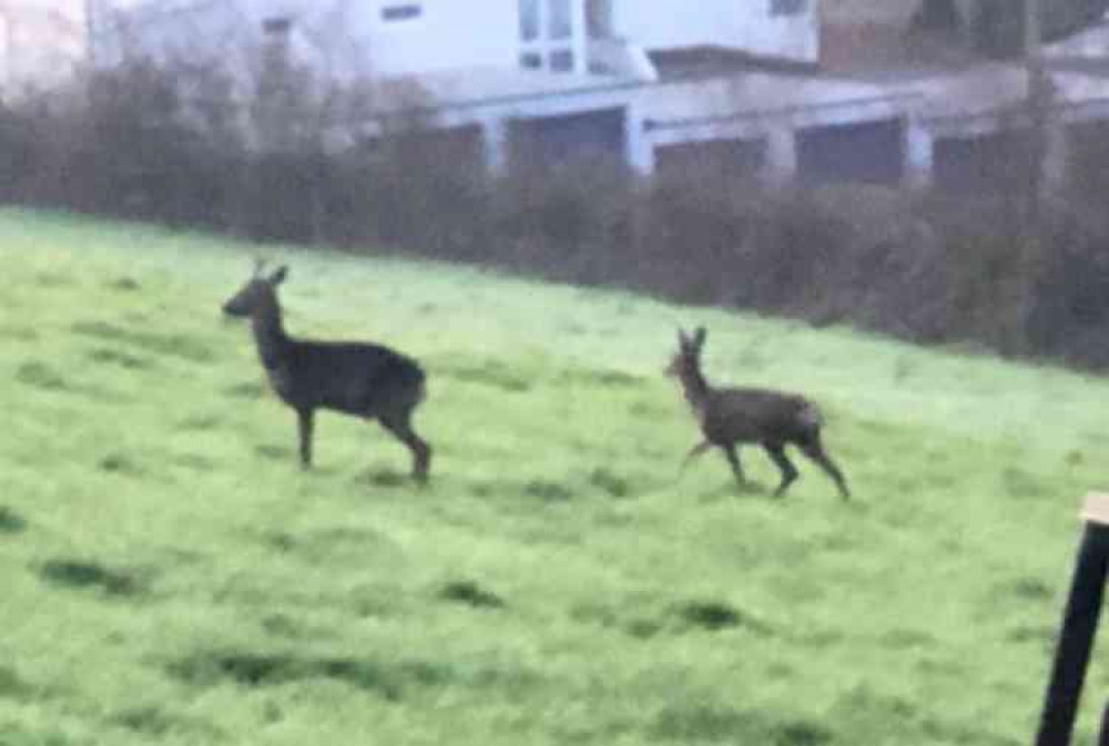 Deer above the Village Hall.