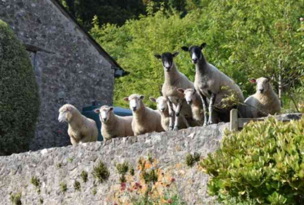 The sheep are friendly.