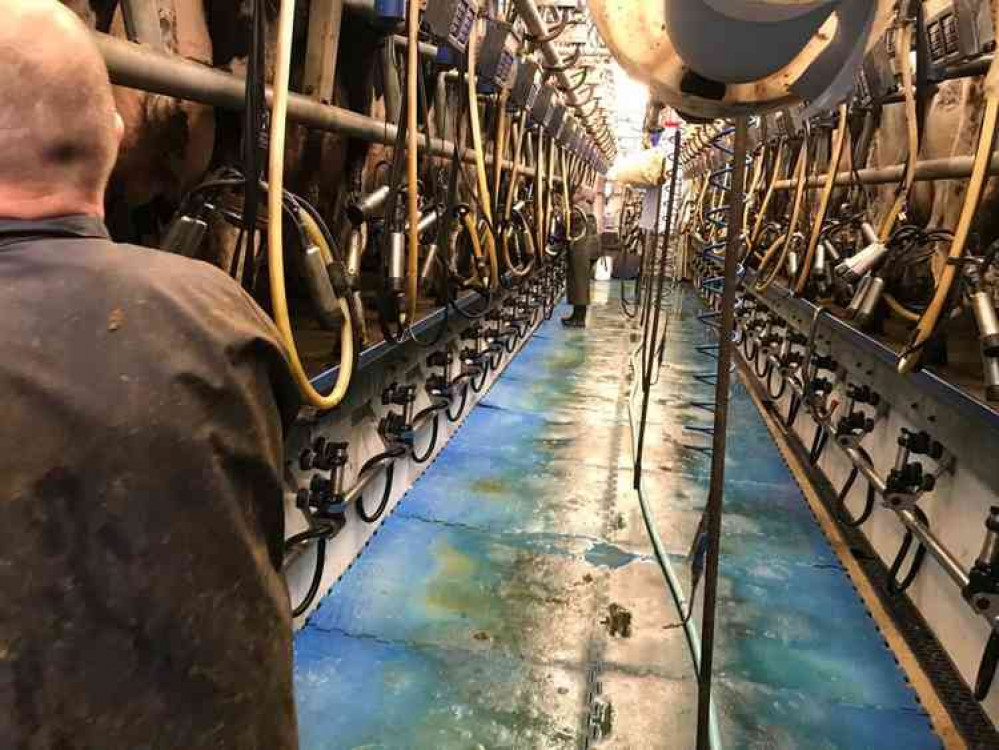 Social distancing in the milking parlour.