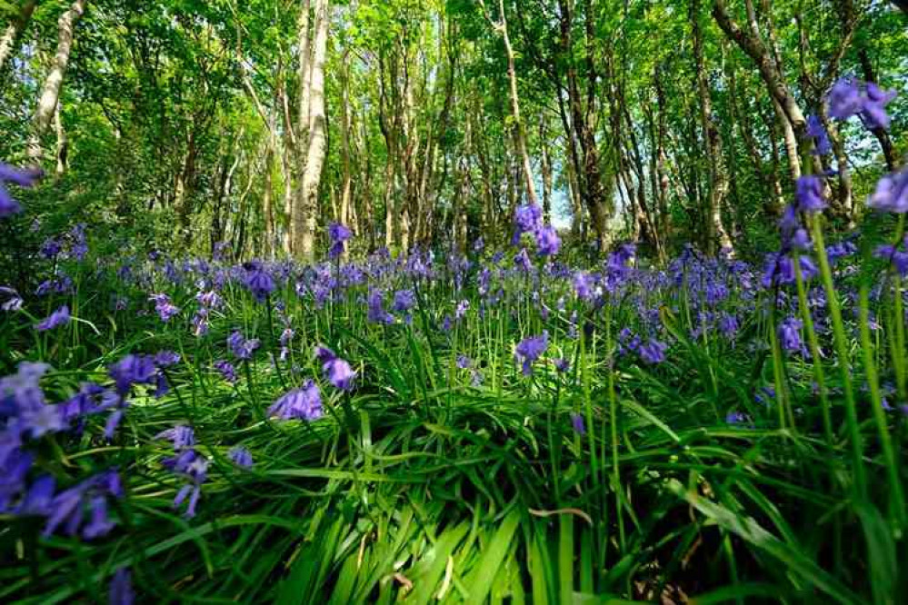 Bluebells on Salcombe Hill. Pictures courtesy of Deborah Robertson.