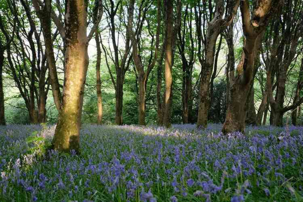 Bluebells on Salcombe Hill. Pictures courtesy of Deborah Robertson.