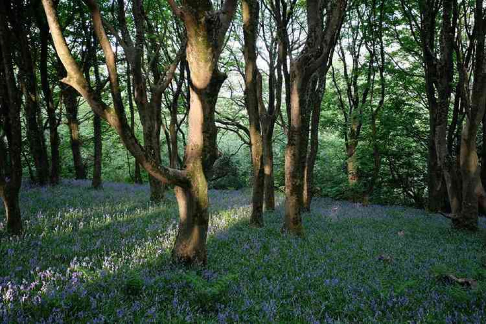 Bluebells on Salcombe Hill. Pictures courtesy of Deborah Robertson.