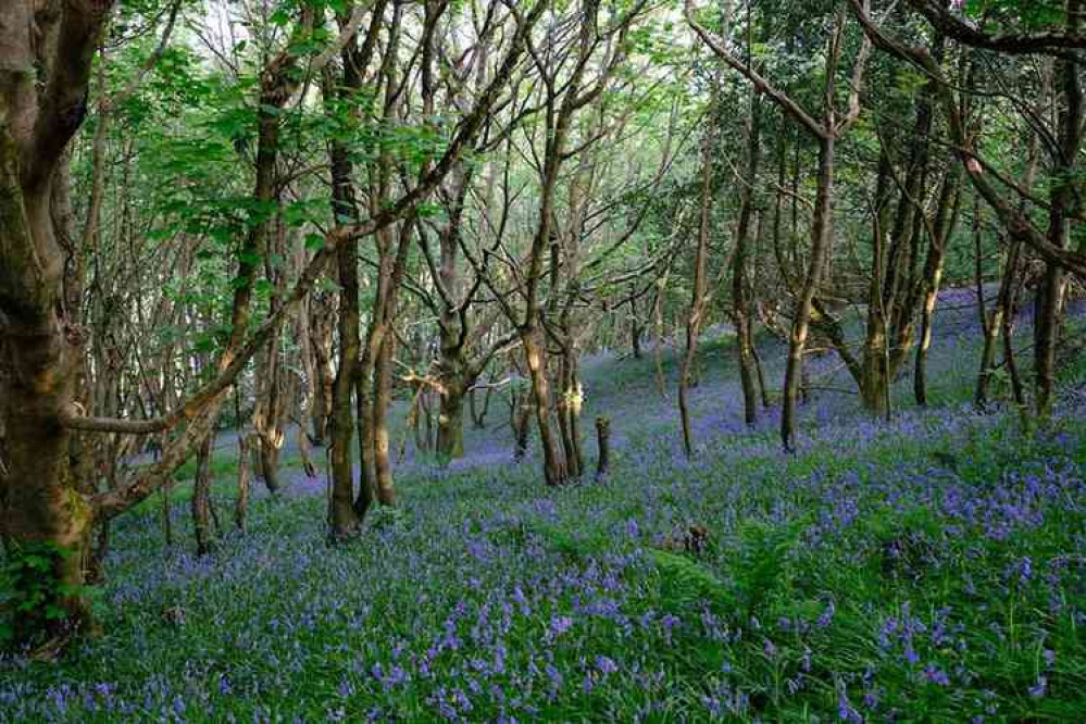 Bluebells on Salcombe Hill. Pictures courtesy of Deborah Robertson.