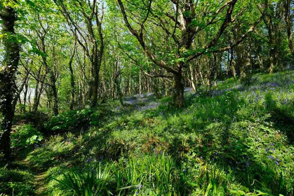 Bluebells on Salcombe Hill. Pictures courtesy of Deborah Robertson.