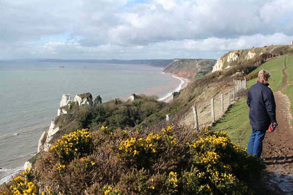 Hooken Cliffs near Beer. Image courtesy of Martin Bodman.