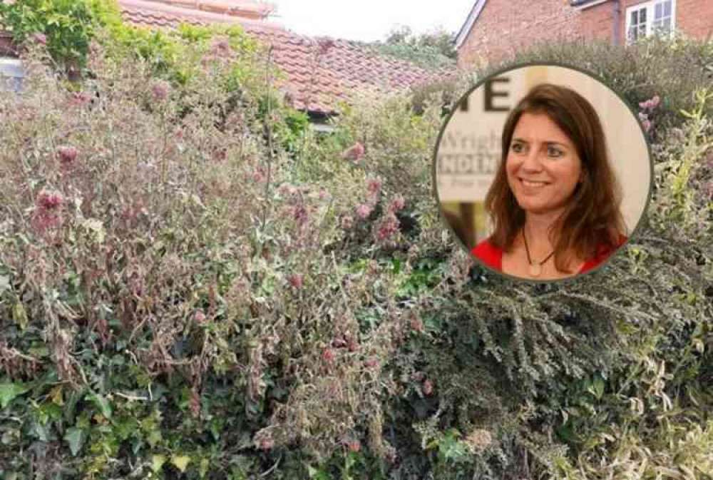 Councillor Wright's poisoned valerian plants.