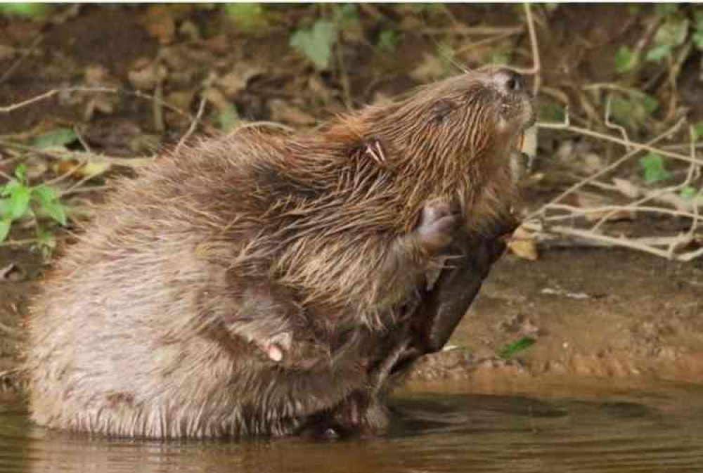 A River Otter beaver. Image courtesy of Mike Symes/Devon Wildlife Trust.