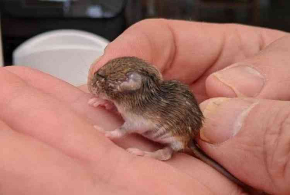 Wild Woodbury: Baby mouse