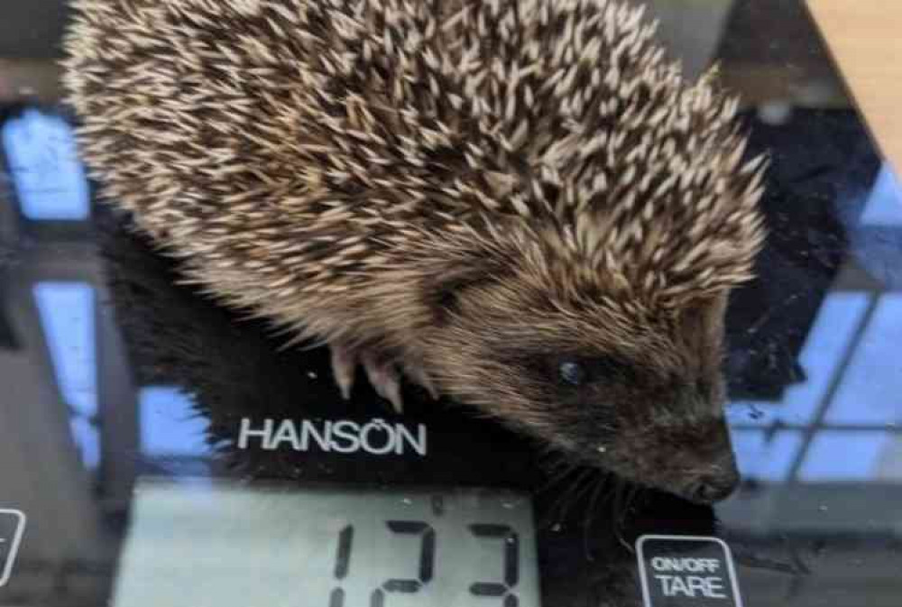 Wild Woodbury: Hedgehog