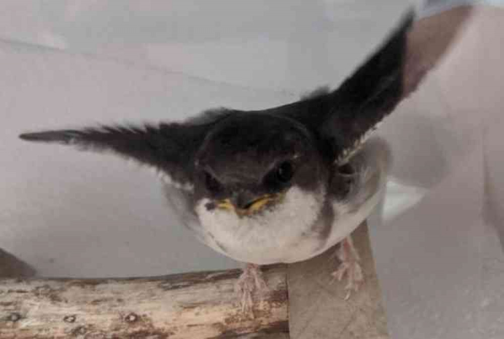 Wild Woodbury: House Martin