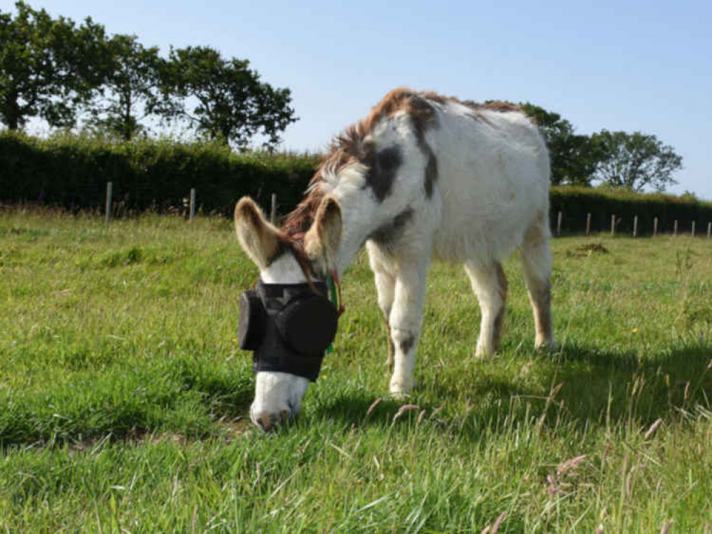 Jonty grazing in his UV mask. Picture courtesy of The Donkey Sanctuary.