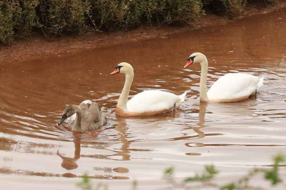 Rescued cygnet on the River Otter.