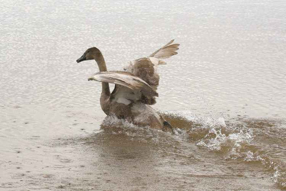 Rescued cygnet released back onto the river.