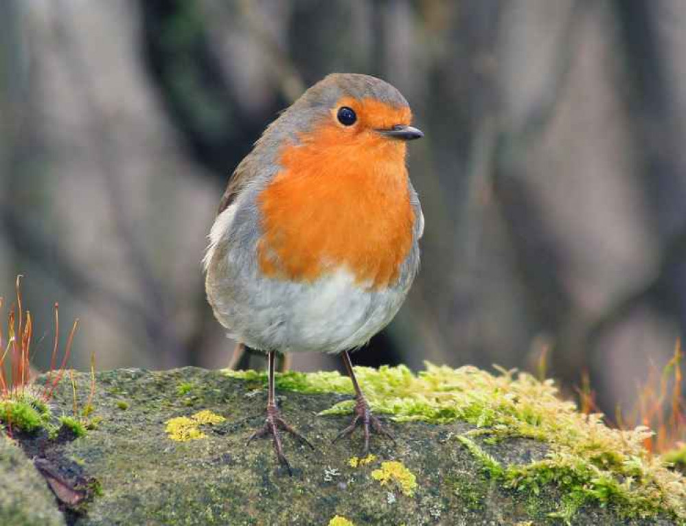 Robins are a gardener's friend