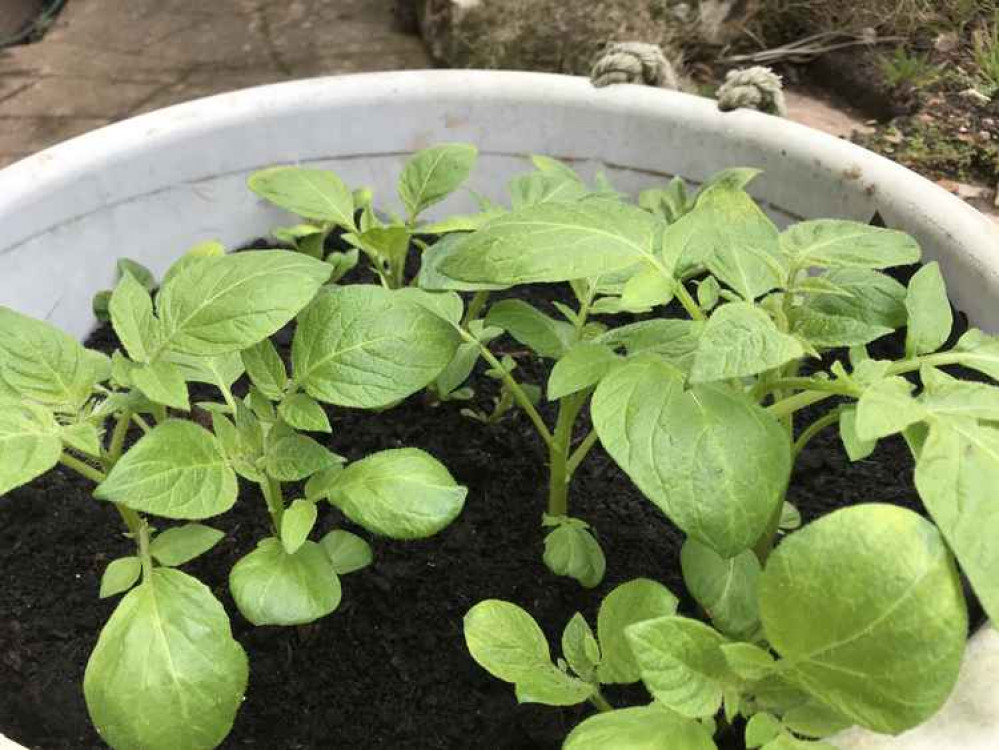 Potatoes can be grown in large containers