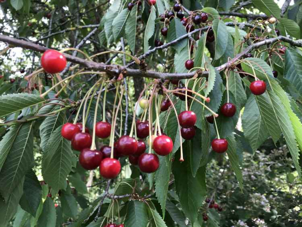 It was a bumper year for cherries