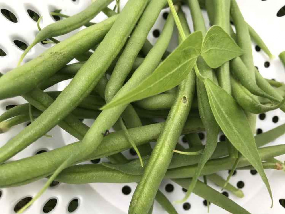 Our dwarf beans are still cropping well into November