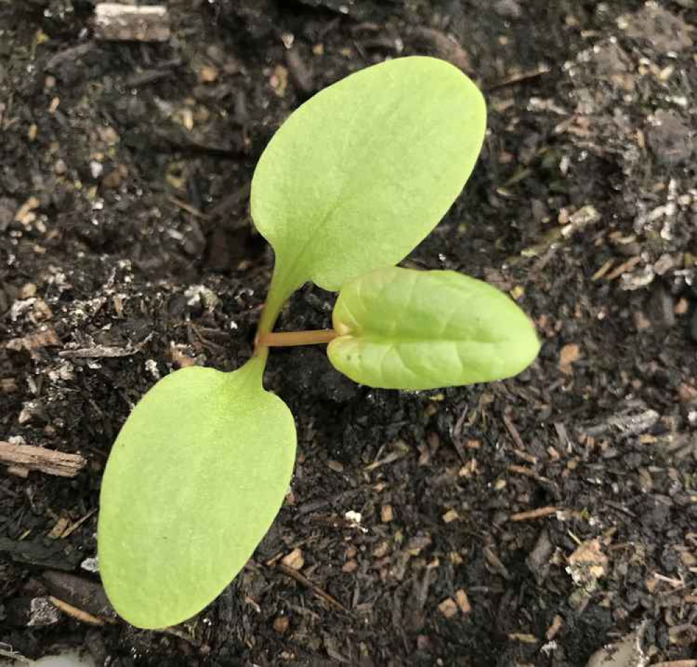 Rhubarb can be grown from seed very easily