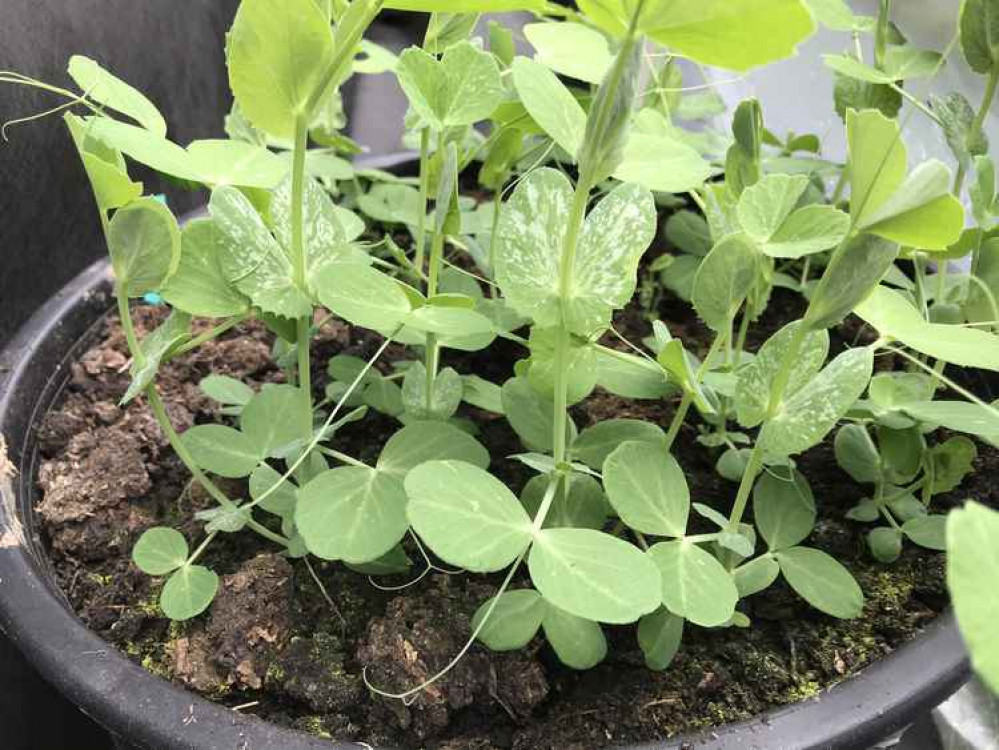 Pea shoots, are still growing now, are very versatile and go well in salads.