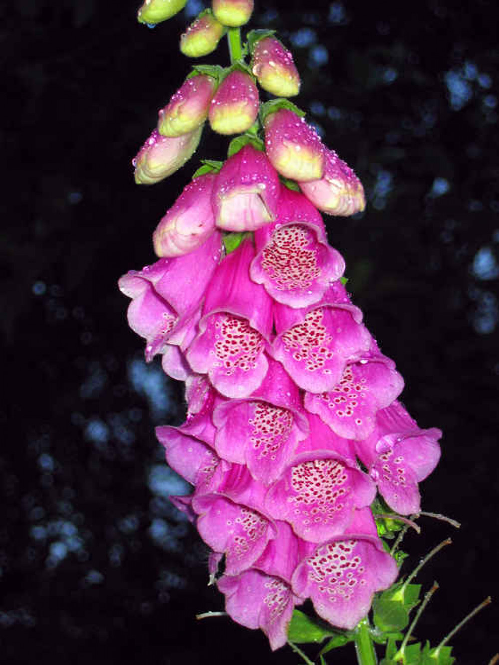 Digitalis purpurea in a Devon wood