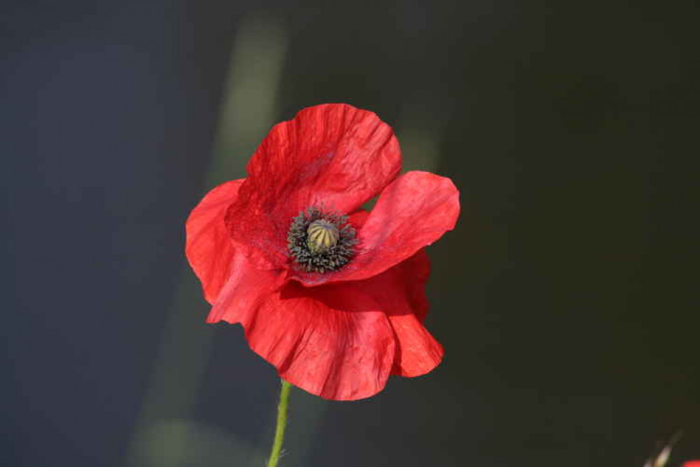 The poppy, Papaver rhoeas, also known as Flanders flower, corn poppy and corn rose