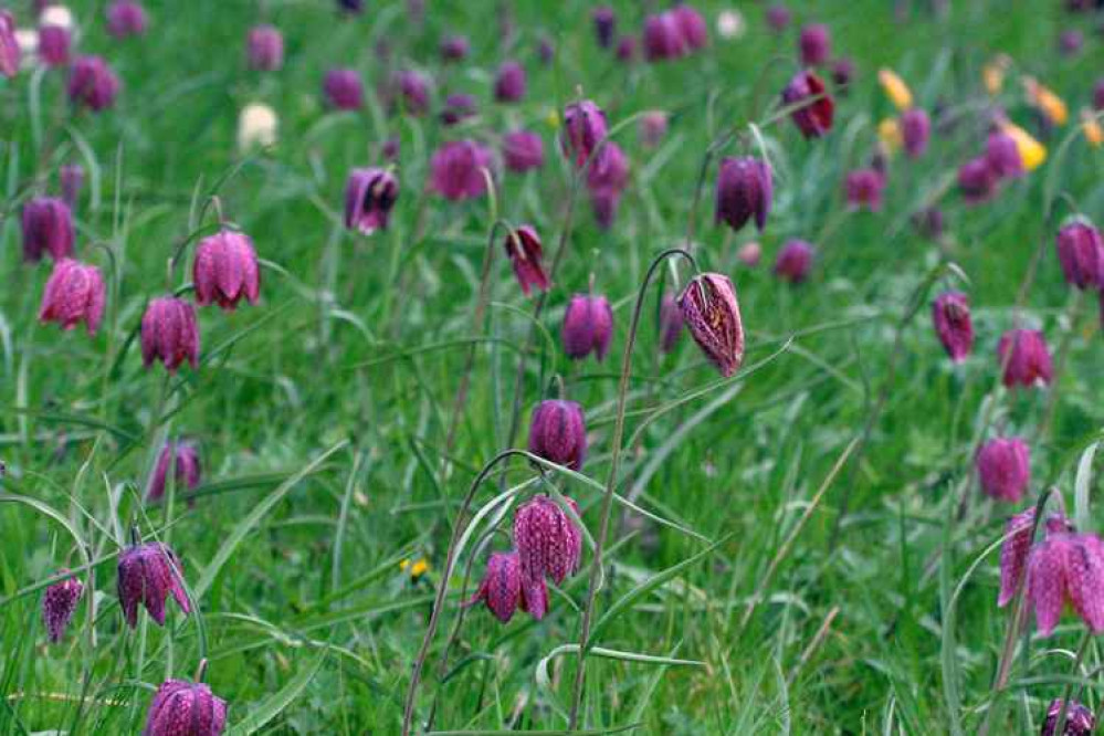 Snakeshead fritillary, Fritillaria meleagris, mealgris means spotted like a Guinea fowl