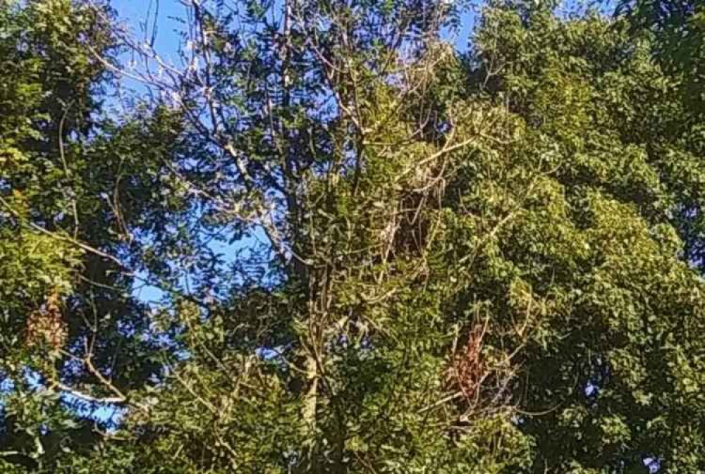 Trees affected by Ash Dieback in Long Park, Sidmouth