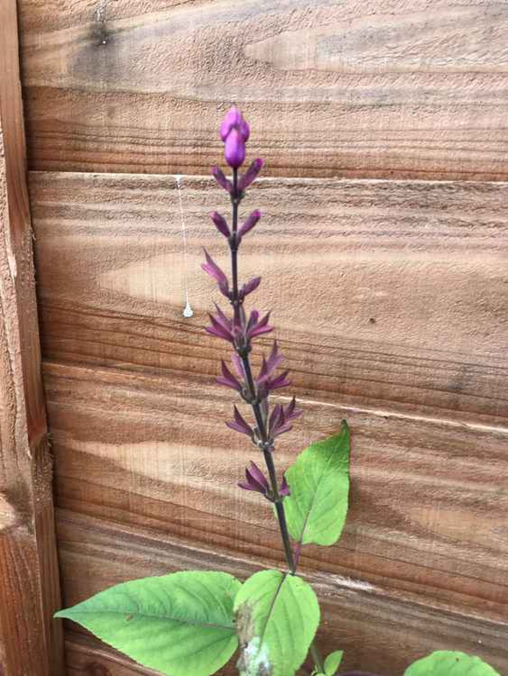 Penstemon can flower into December in a good year