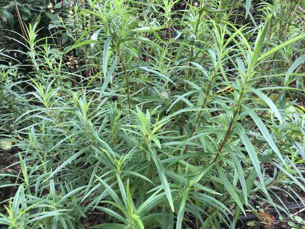 Penstemons can be grown from cuttings - select sturdy growth in late summer and autumn.