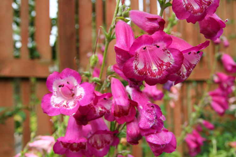 Penstemon 'Comberton' at Pershore College, September 2014. Picture: Josh Egan-Wyer